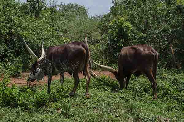 144 - Vacas - Uganda